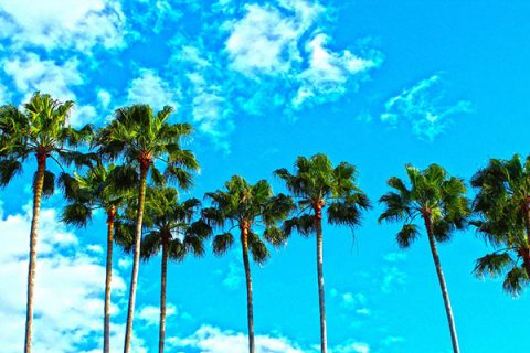 Florida Palm Trees