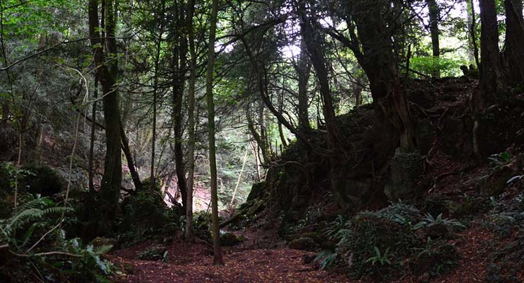 star wars locations you can visit puzzlewood