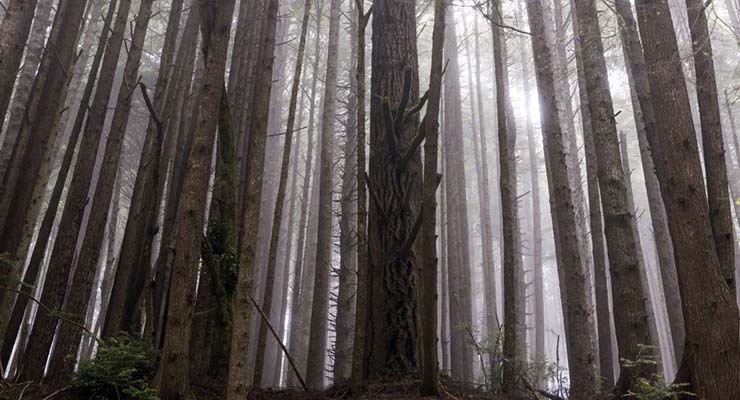 star wars locations you can visit redwood national park