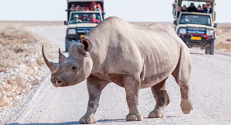 black rhinoceros with safari vehicles