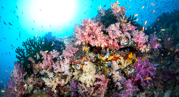 colorful underwater reef P2Q5JVJ