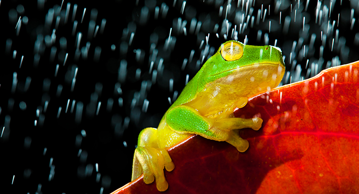 green tree frog sitting on red leaf in rain