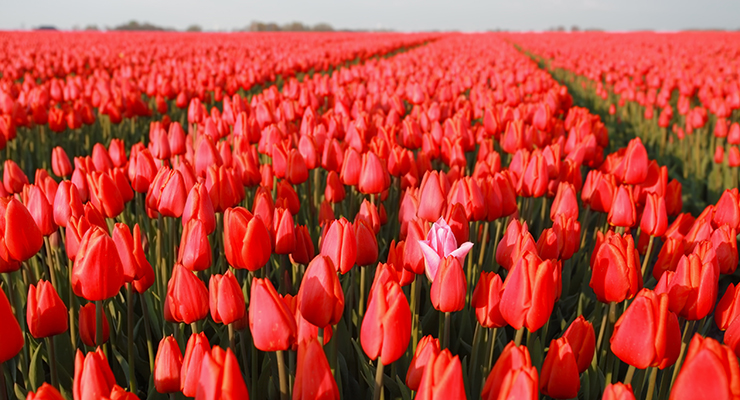 one pink tulip among red in field holland