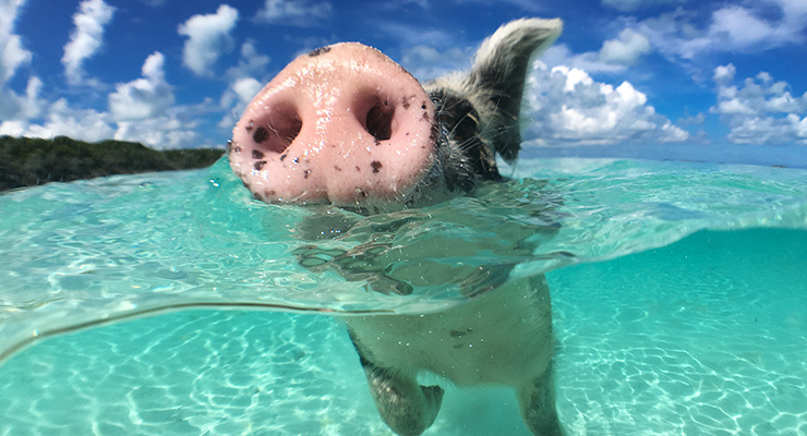 wild swimming pig cruise